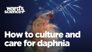 Caring and Culturing for Daphnia [upl. by Athey]