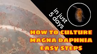 How to Culture Magna Daphnia Easily [upl. by Hardunn]