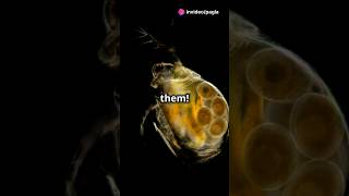 How to culture Daphnia for your Aquarium [upl. by Dirgis]