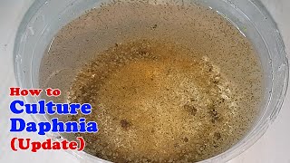 How to Culture Daphnia Update with ZERO Cost  Unlimited Live Food for Our Fish [upl. by Noislla]