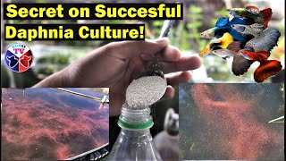 How to Culture Daphnia Successfully [upl. by Loredana]