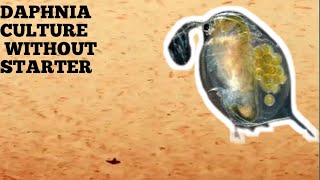 HOW TO CULTURE DAPHNIA NATURALLY WITHOUT A STARTER [upl. by Culhert]