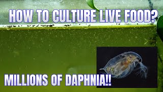 How to Culture Daphnia Secret Method to Breed MILLIONS  Simply Aquatic [upl. by Bowden958]