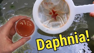 How I Culture Daphnia In Outdoor Tubs [upl. by Bond]