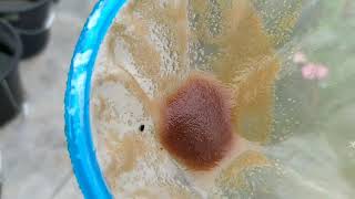 How to culture daphnia moina in a small container Part 1 English Subtitle [upl. by Dugald]