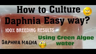 Daphnia MagnaHow to Culture Daphnia Easy wayCulturing Daphnia using Green water Daphnia [upl. by Clothilde174]