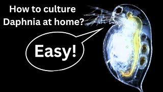 BEST Live Fish Food Beginner guide How to Culture Daphnia at home [upl. by Rettke]