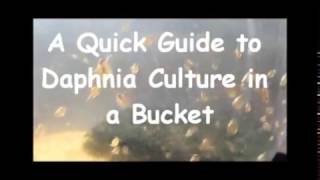 How to culture daphnia outside [upl. by Nattirb336]