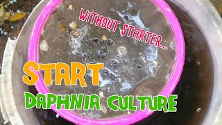 How to culture daphnia moina the easy way 1  Starting the Daphnia culture [upl. by Burkhart734]