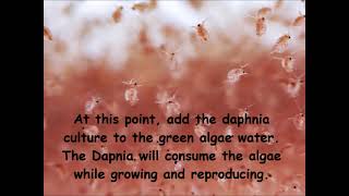 Daphnia  How to grow daphnia in your home [upl. by Francyne]