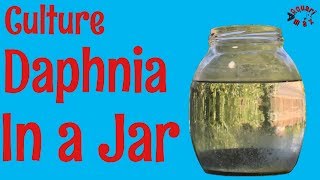 How to Culture Daphnia in a Jar [upl. by Lauretta]