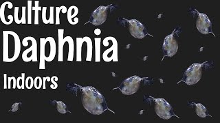 How to Culture Daphnia [upl. by Alleda]