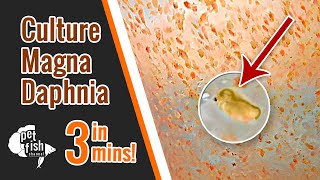 How to culture DAPHNIA MAGNA  The easy way [upl. by Cinnamon]