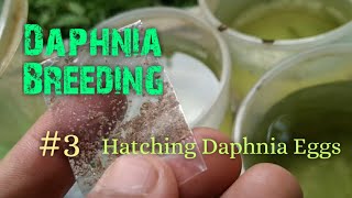 Daphnia Culture made simple and easy 3  Hatching Daphnia eggs [upl. by Laurella]