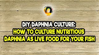 DIY Daphnia Culture How to Culture Nutritious Daphnia as Live Food for Your Fish [upl. by Pacien]