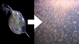 How I Culture Daphnia [upl. by Ciprian830]