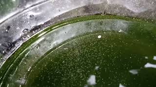 DAPHNIA MOINA CULTURE IN A SMALL BUCKET [upl. by Jerz547]