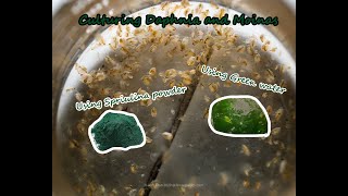 How To Culture Daphnia and Moinas using Green Water Spirulina powder [upl. by Sabian]