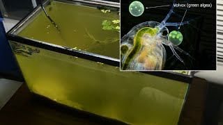 Raising Daphnia for the Freshwater Aquarium [upl. by Hyacinthie]