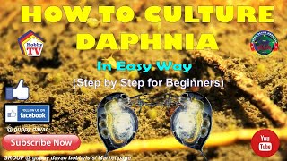 HOW TO CULTURE DAPHNIA In Easy Way [upl. by Bogart]